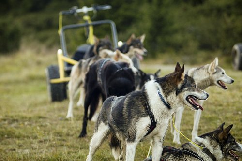 Hunder som trekker vogn