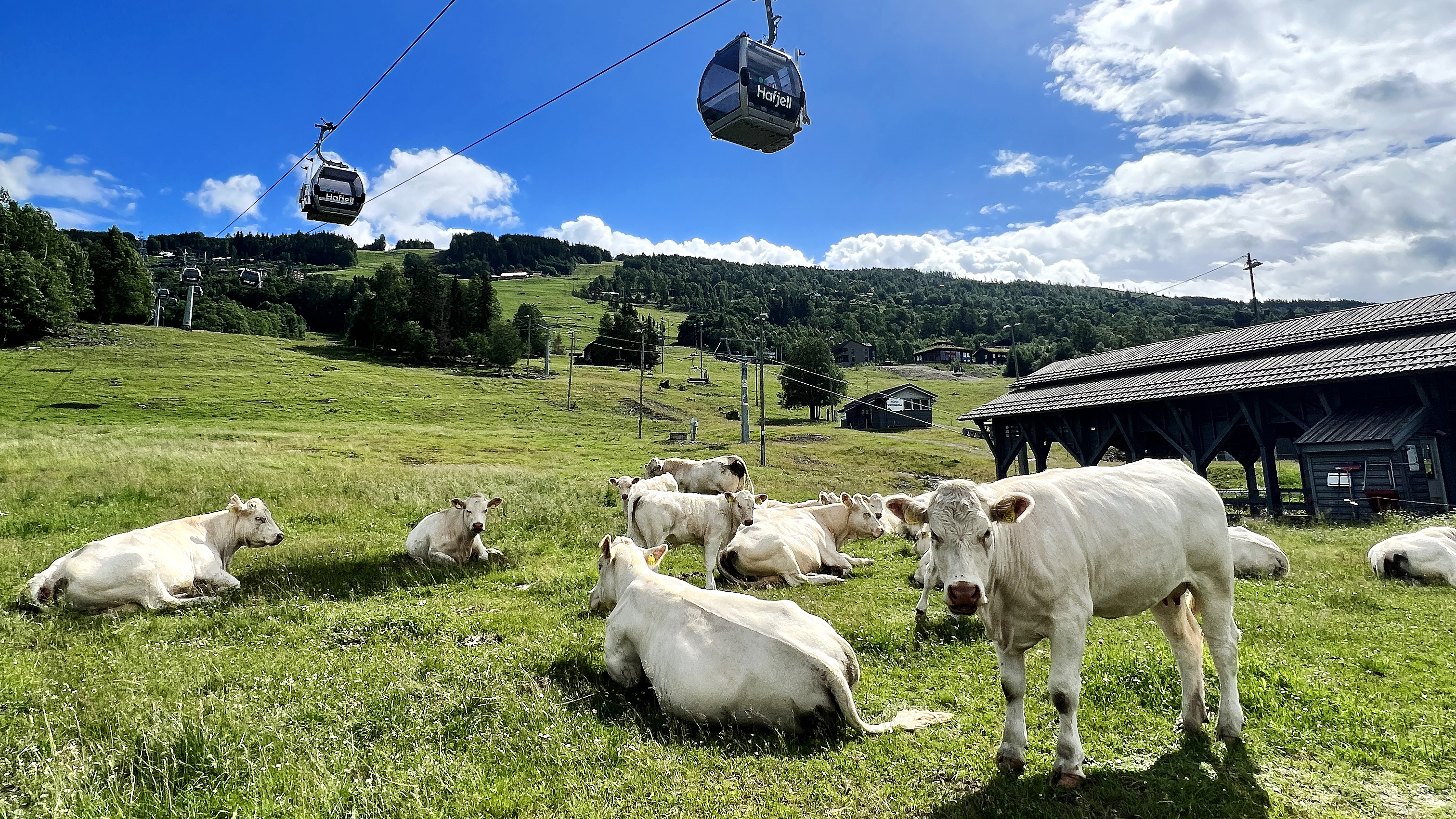 Sommer i Hafjell